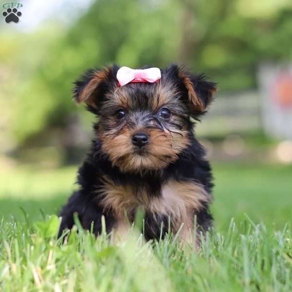 Stella, Yorkie Poo Puppy